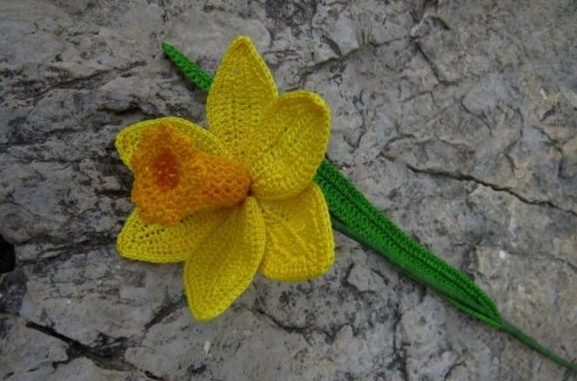 Daffodil